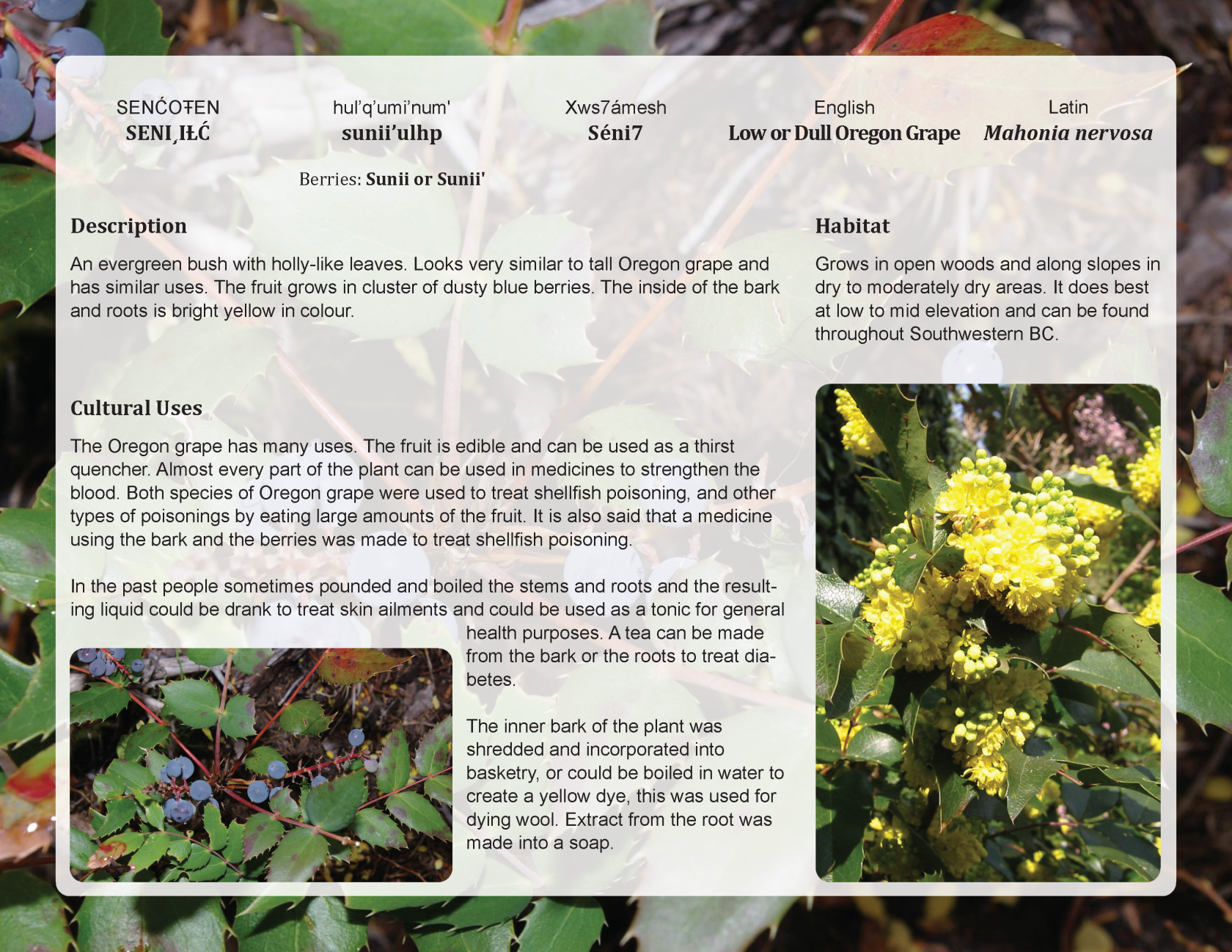 Oregon Grape Final.png