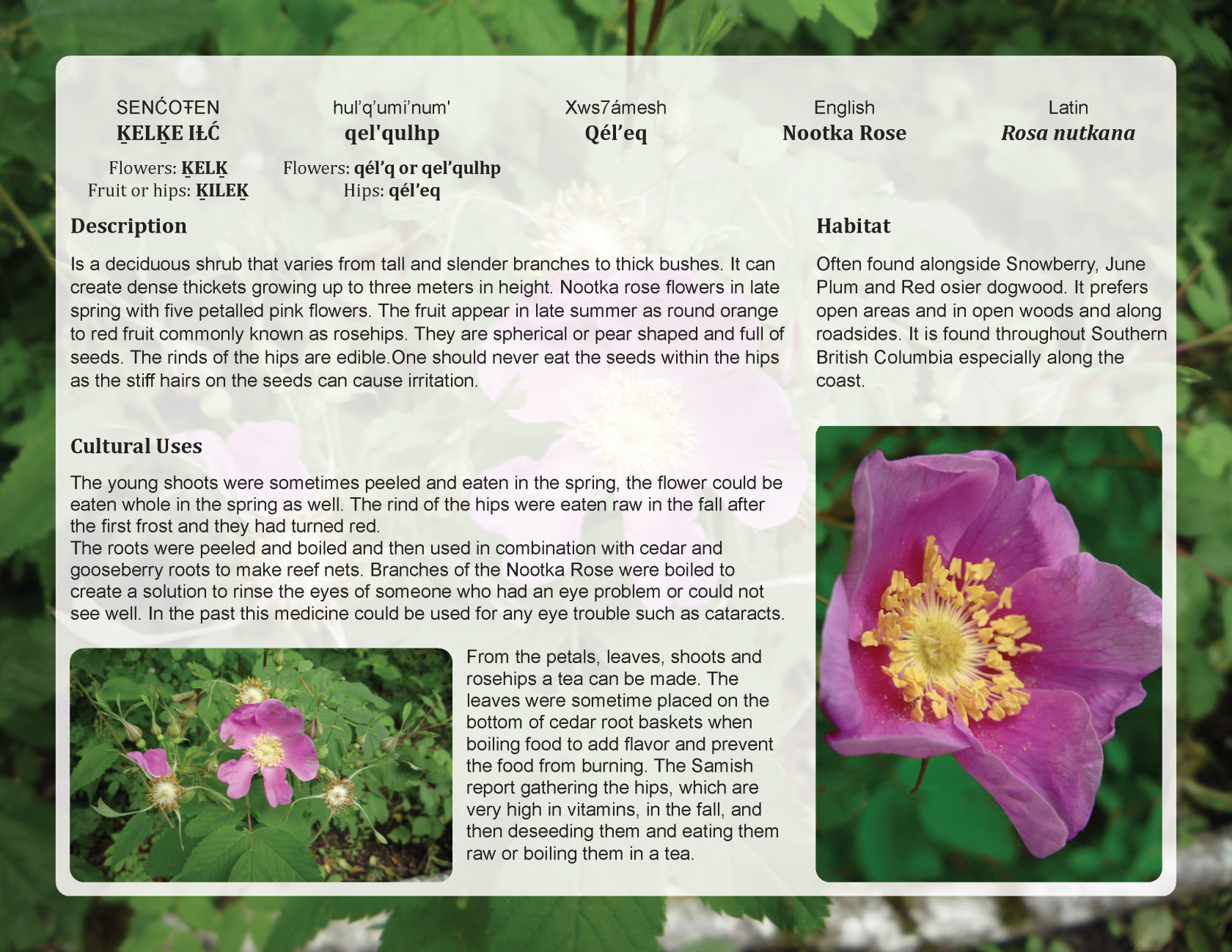 Nootka Rose Final.png